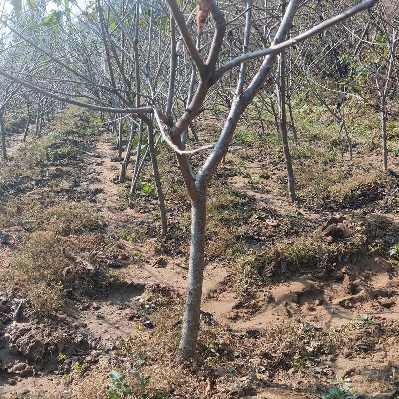 吉赛拉矮化樱桃树二公三公分美早俄八沙王樱桃苗价格