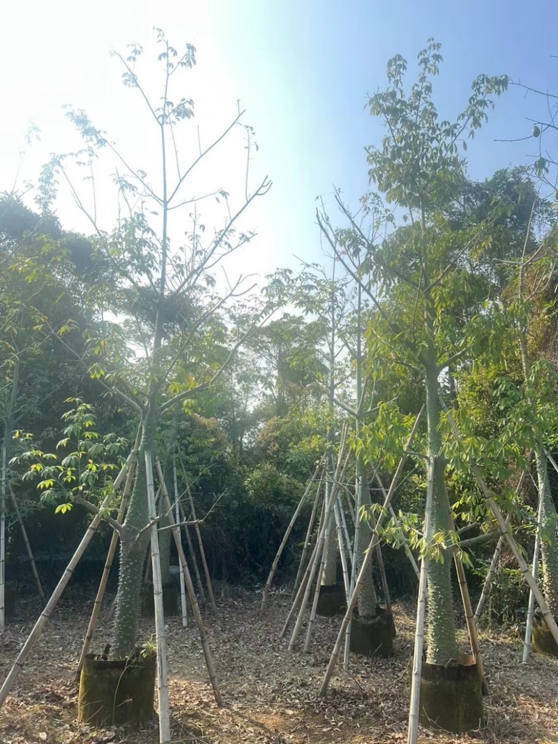 美人树基地直销规格齐全质量优欢迎老板前来咨询合作
