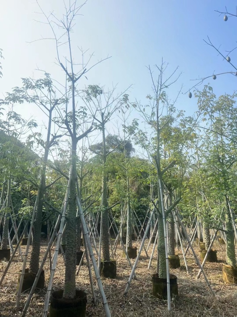 美人树基地直销规格齐全质量优欢迎老板前来咨询合作