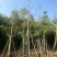 美人树基地直销规格齐全质量优欢迎老板前来咨询合作