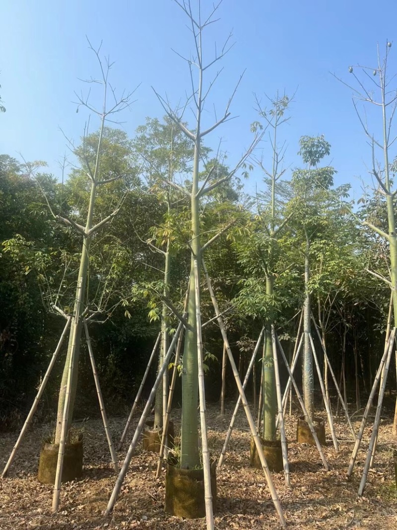 美人树基地直销规格齐全质量优欢迎老板前来咨询合作