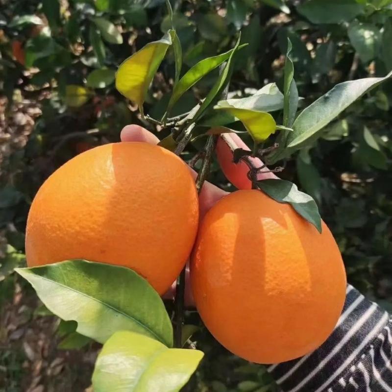 伦晚脐橙湖北橙子大量供应现摘现发对接全国市场
