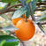 伦晚脐橙湖北橙子大量供应现摘现发对接全国市场