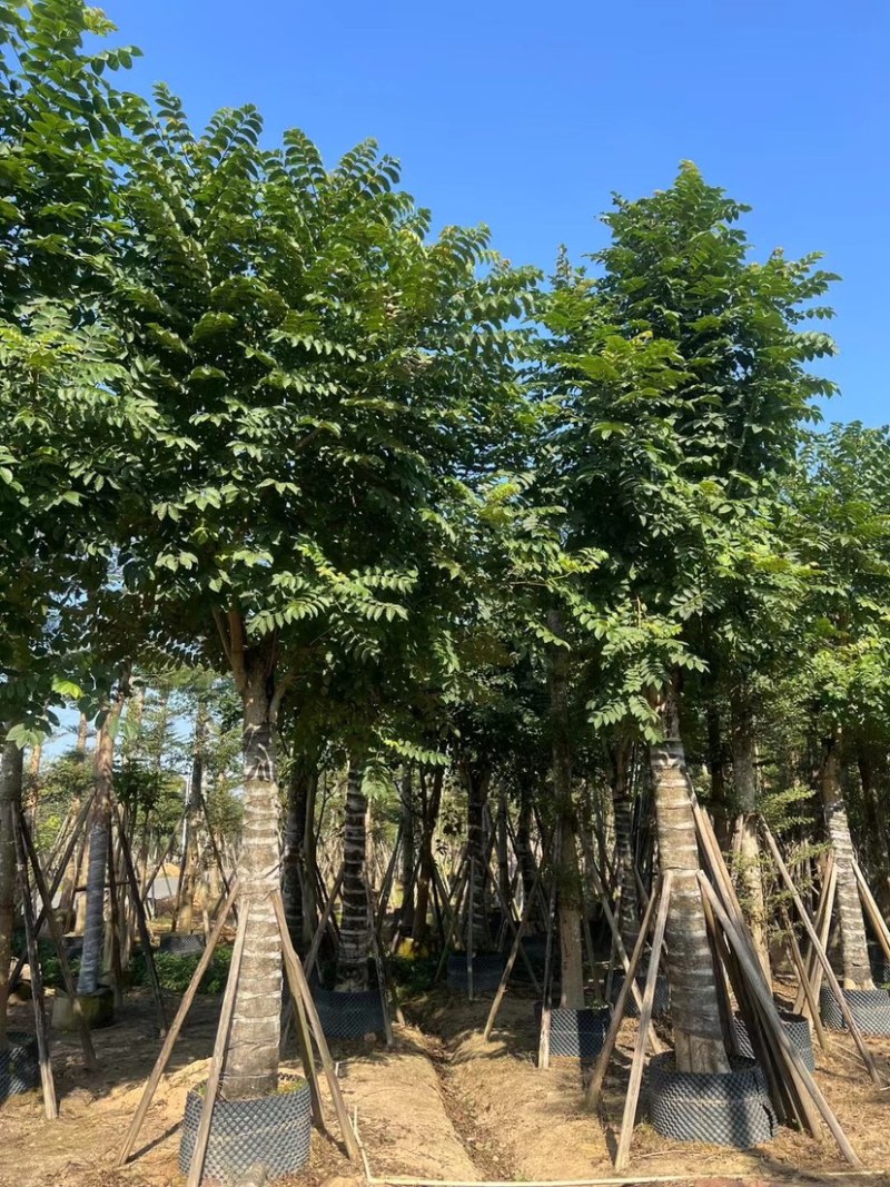 樟树基地直销规格齐全质量优欢迎老板前来咨询合作