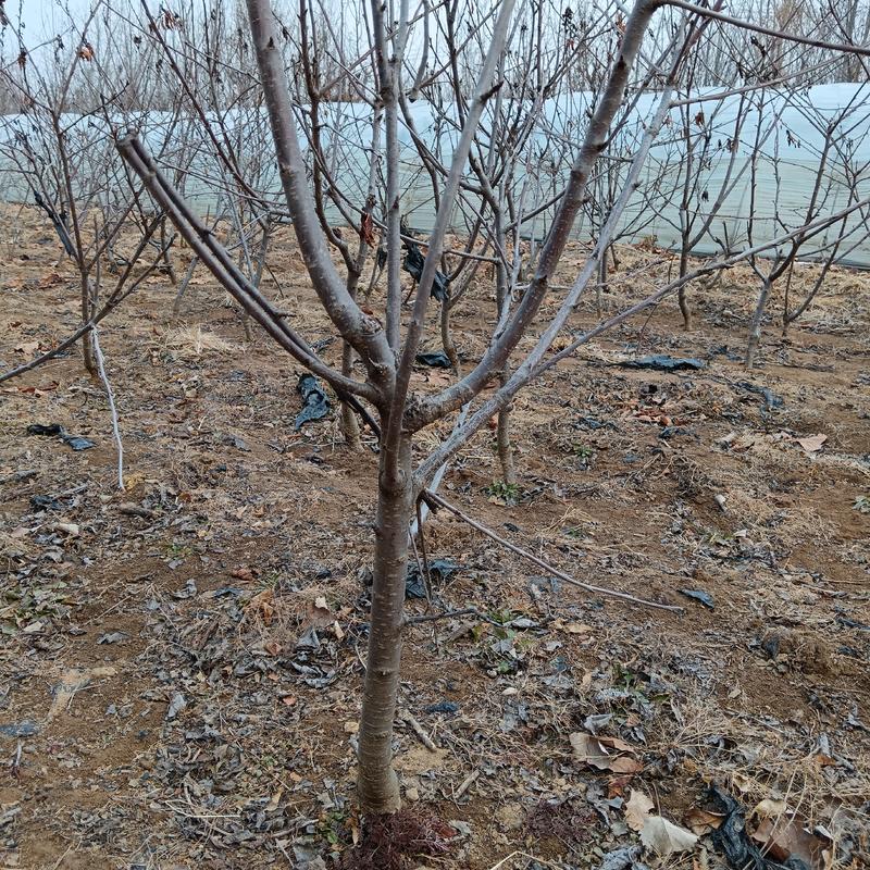 吉赛拉矮化樱桃树二公三公分美早俄八沙王樱桃苗价格