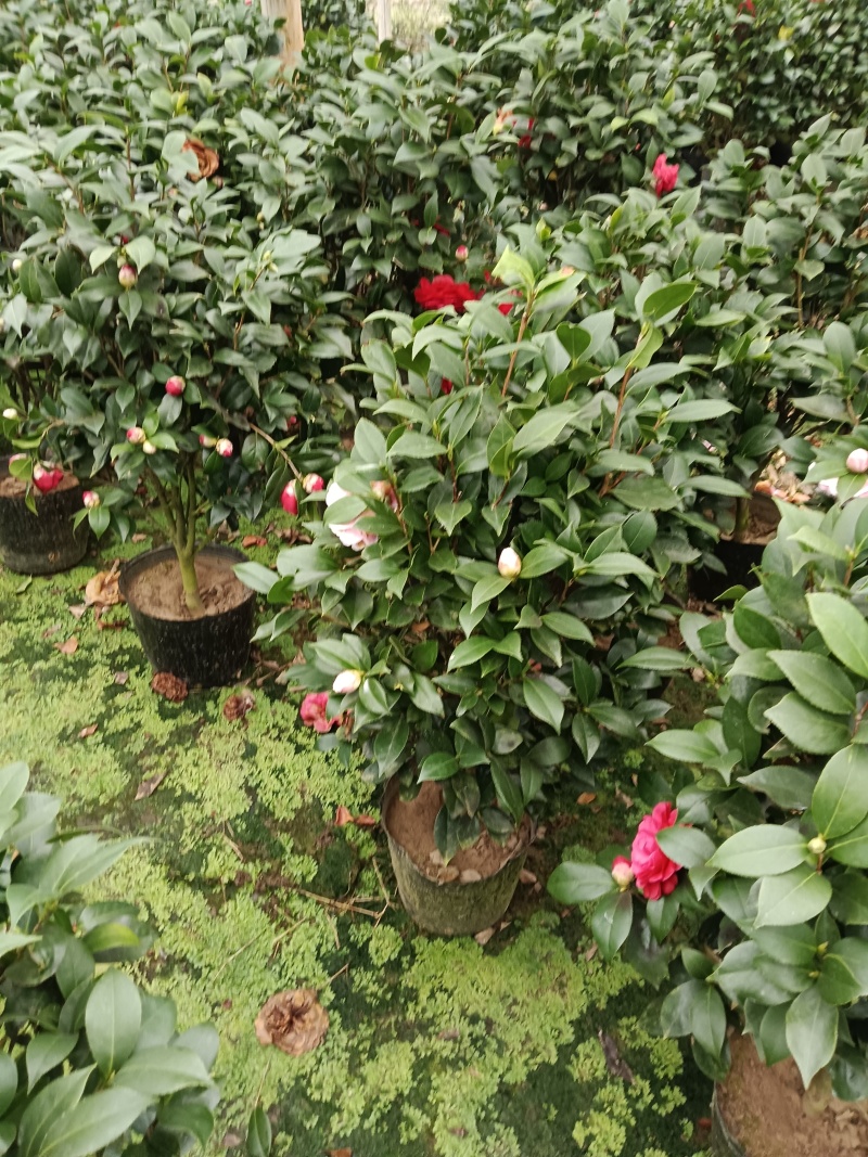 【茶花】23，26赤丹供货中基地直发欢迎咨询