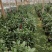 【茶花】23，26赤丹供货中基地直发欢迎咨询