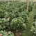 【茶花】23，26赤丹供货中基地直发欢迎咨询