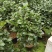 【茶花】23，26赤丹供货中基地直发欢迎咨询