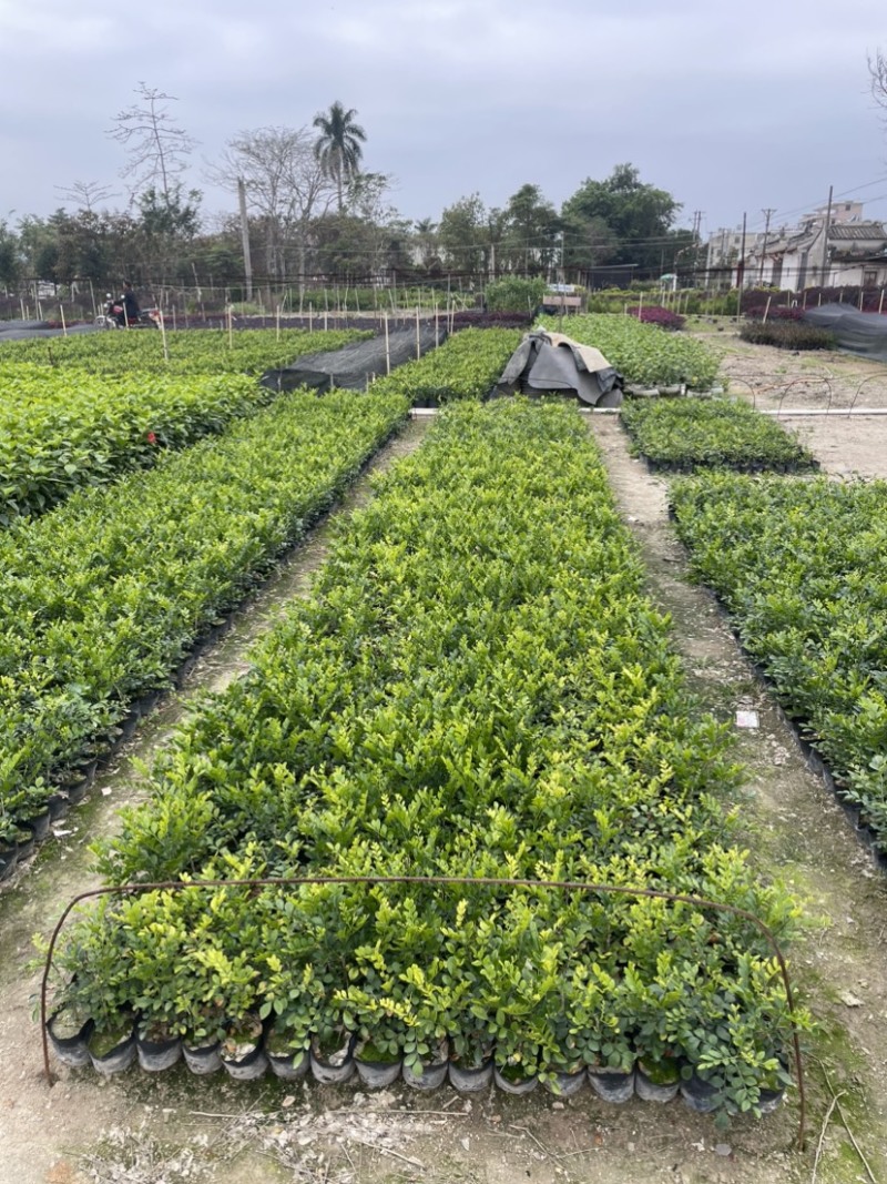 九里香小杯中杯盆栽基地直销质量优欢迎老板来电咨询合作