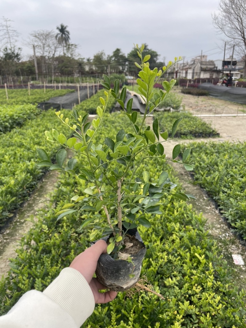九里香小杯中杯盆栽基地直销质量优欢迎老板来电咨询合作