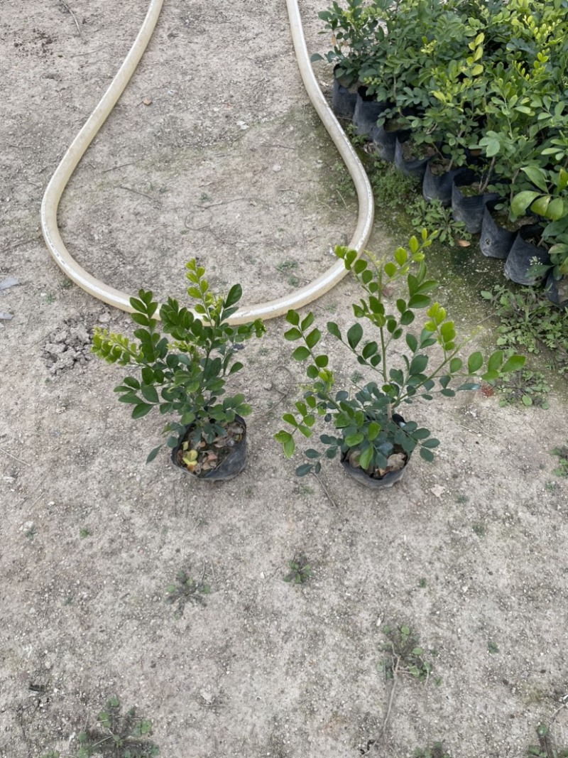 九里香小杯中杯盆栽基地直销质量优欢迎老板来电咨询合作