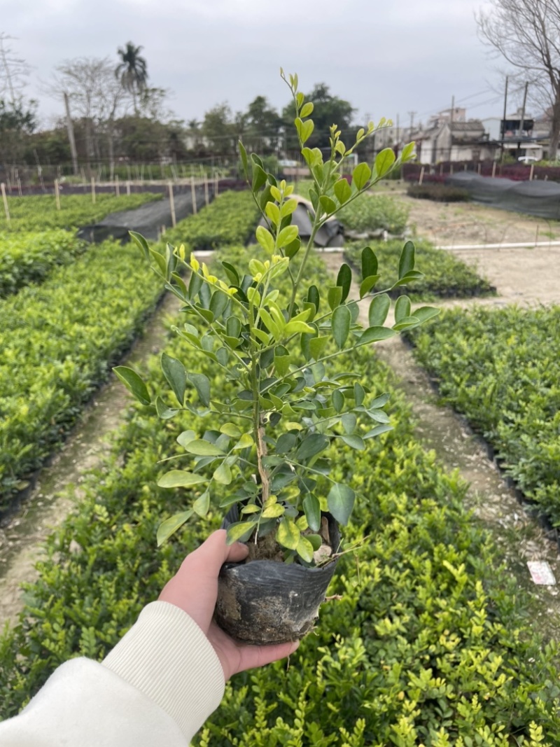 九里香小杯中杯盆栽基地直销质量优欢迎老板来电咨询合作