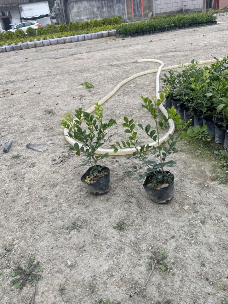 九里香小杯中杯盆栽基地直销质量优欢迎老板来电咨询合作