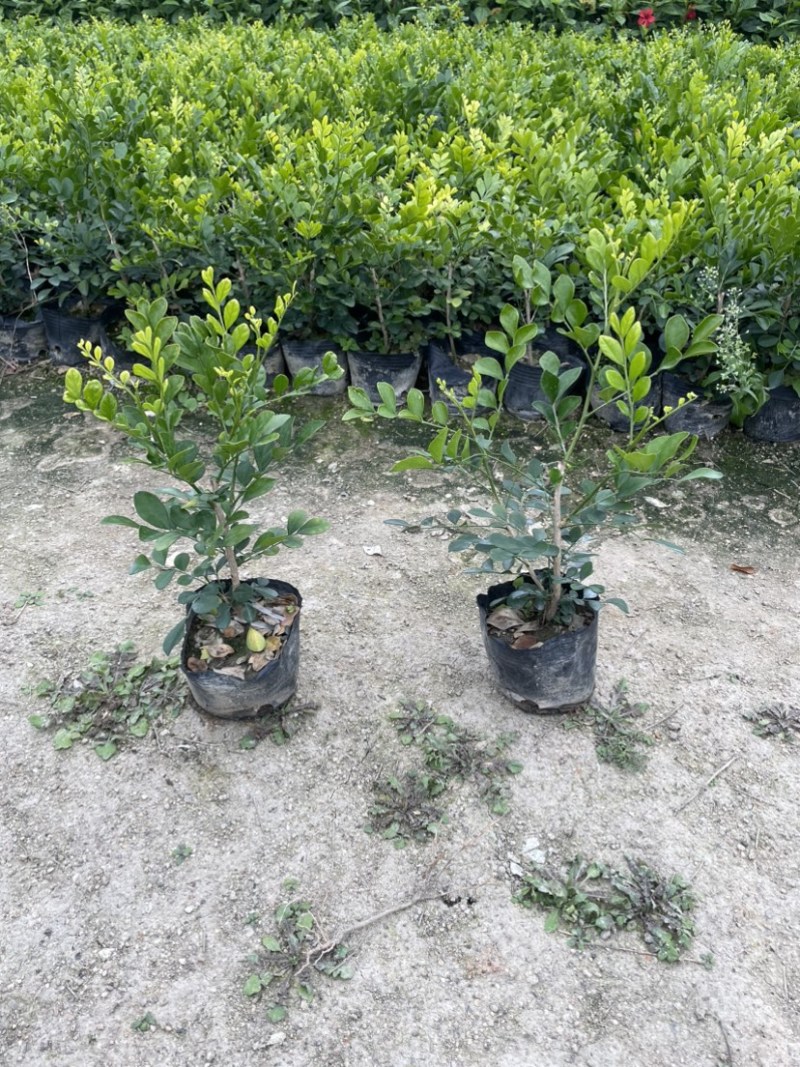 九里香小杯中杯盆栽基地直销质量优欢迎老板来电咨询合作