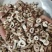 泽润中药牡丹皮无硫抽芯%90多批发零售各种中药材