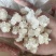 雪燕