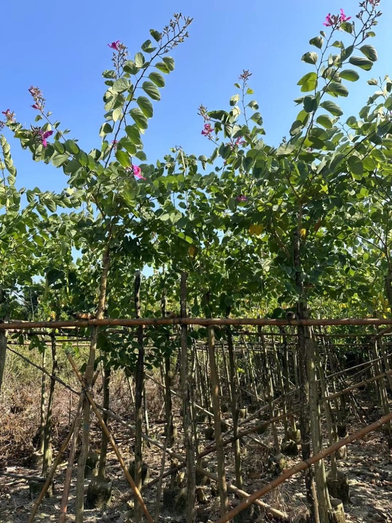 红花紫荆基地直销规格齐全欢迎老板前来咨询合作