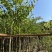 红花紫荆基地直销规格齐全欢迎老板前来咨询合作