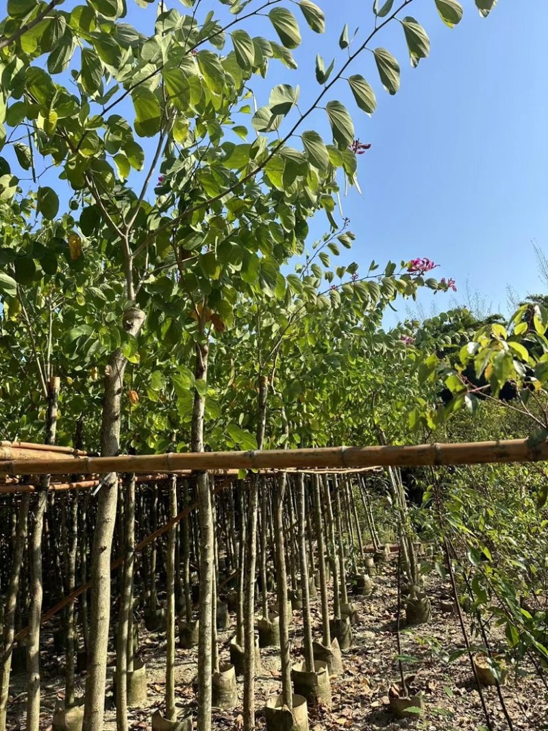 红花紫荆基地直销规格齐全欢迎老板前来咨询合作