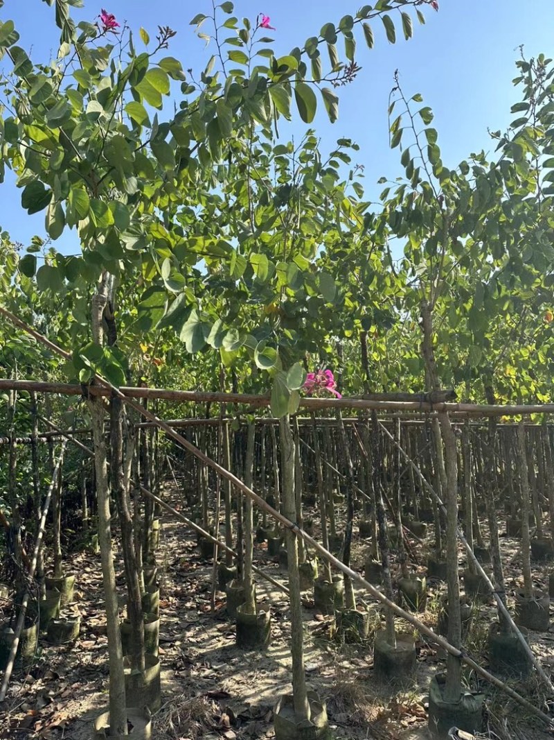 红花紫荆基地直销规格齐全欢迎老板前来咨询合作