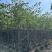 红花紫荆基地直销规格齐全欢迎老板前来咨询合作