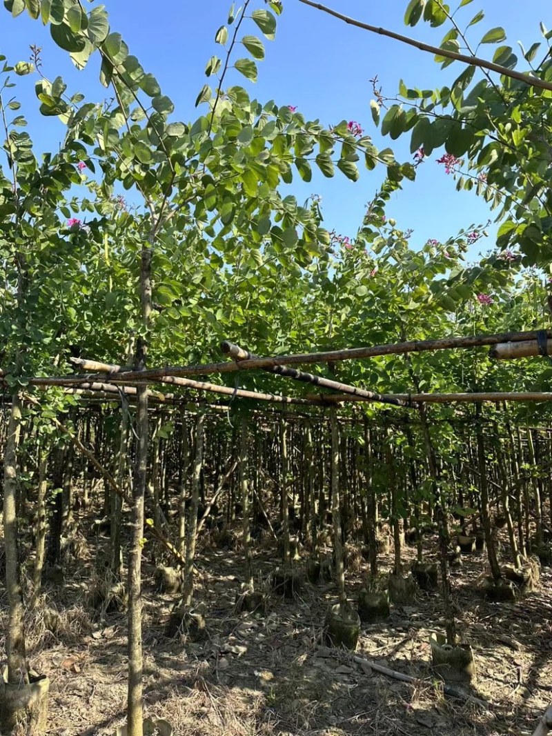 红花紫荆基地直销规格齐全欢迎老板前来咨询合作