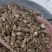 泽润中药川断续断批发零售各种中药材