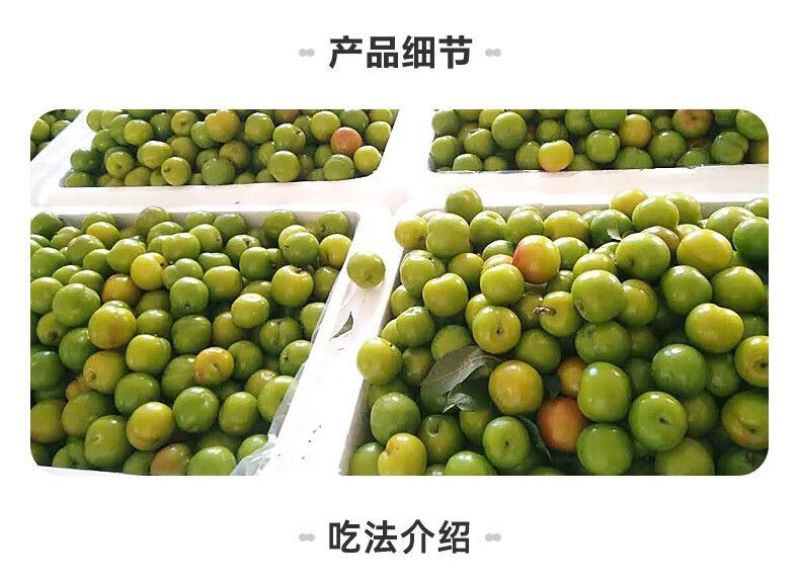 广东省，信宜市，钱排镇，三月李，早李，！！！！！