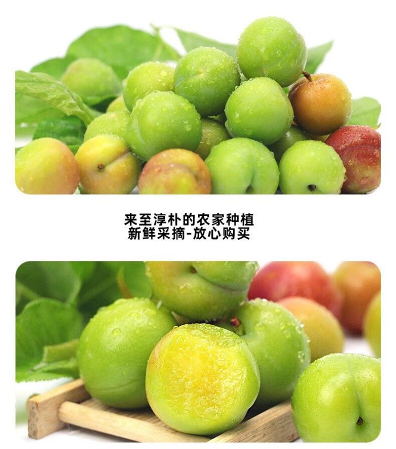 广东省，信宜市，钱排镇，三月李，早李，！！！！！