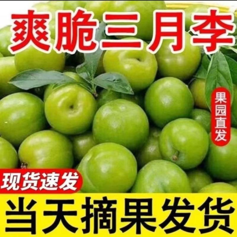 广东省，信宜市，钱排镇，三月李，早李，！！！！！