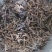 泽润中药钩藤双钩含钩%99批发零售各种中药材