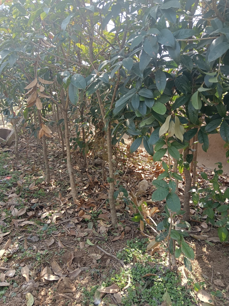 桂花树