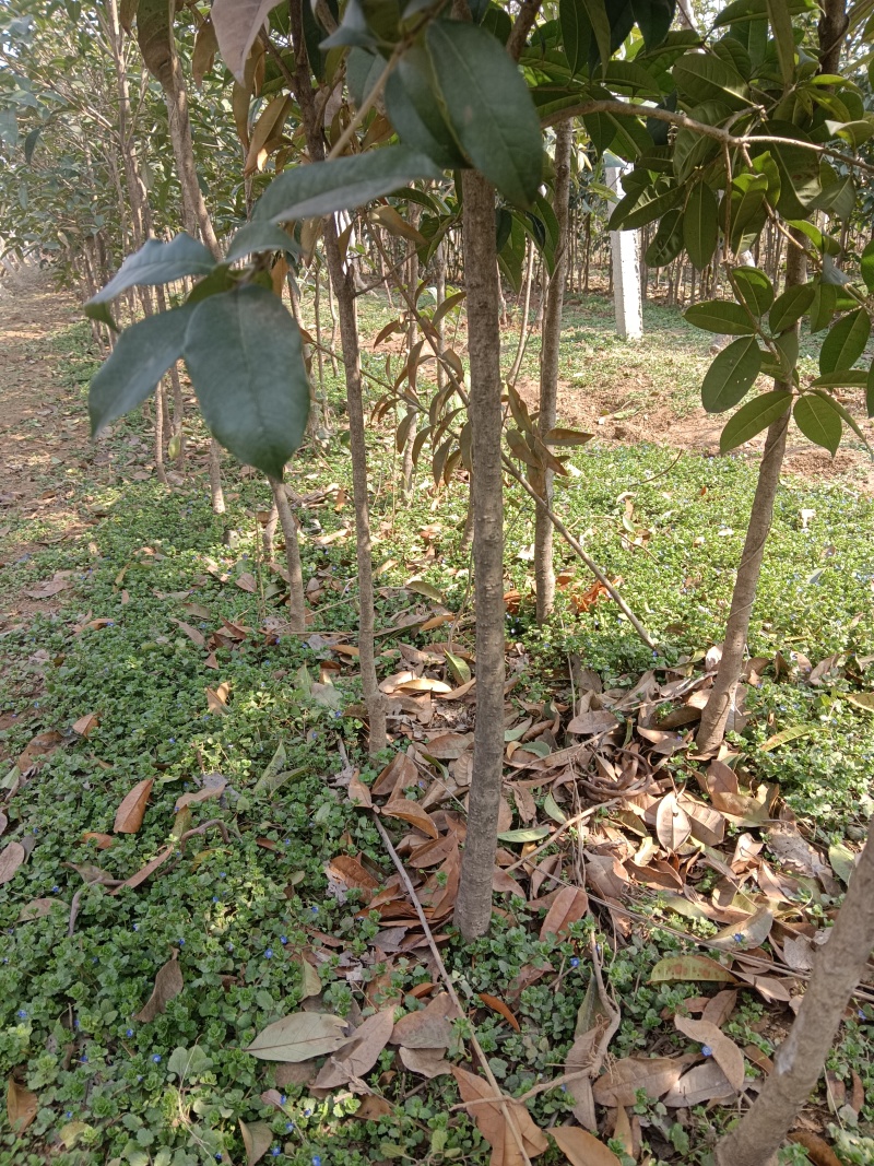 桂花树