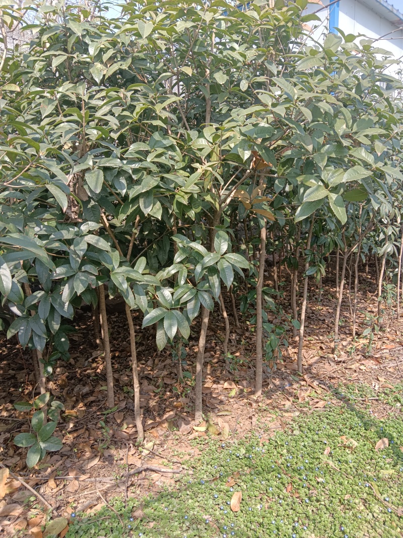 桂花树