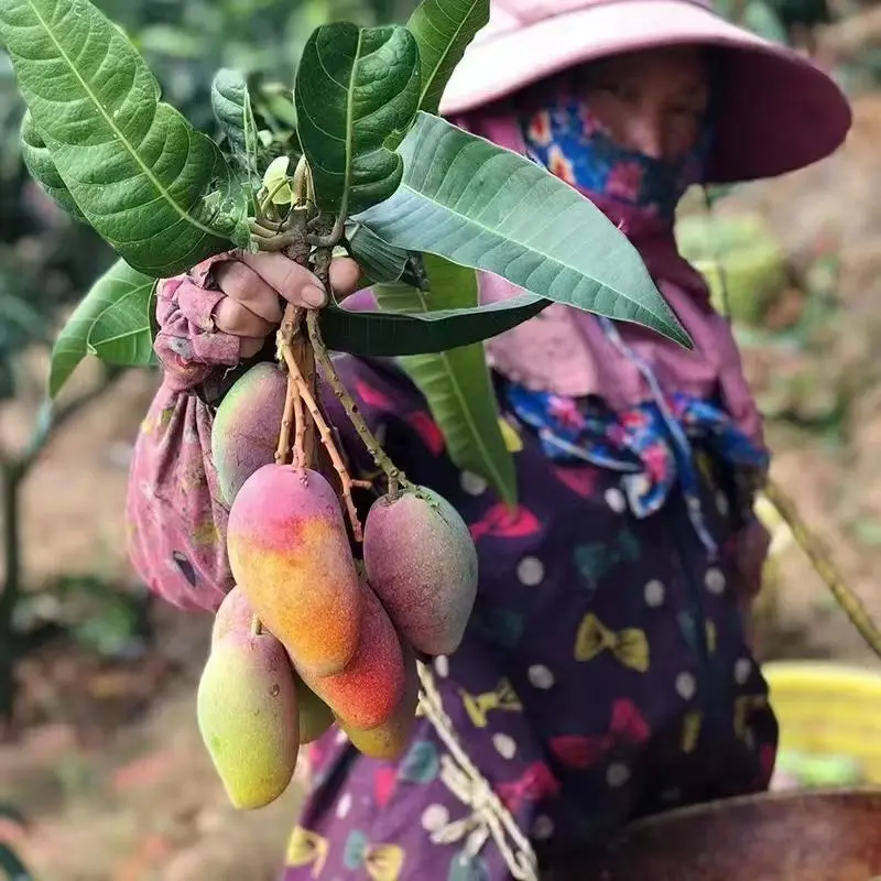 芒果贵妃芒海南产地芒果产地直发一手货源电商市场商超