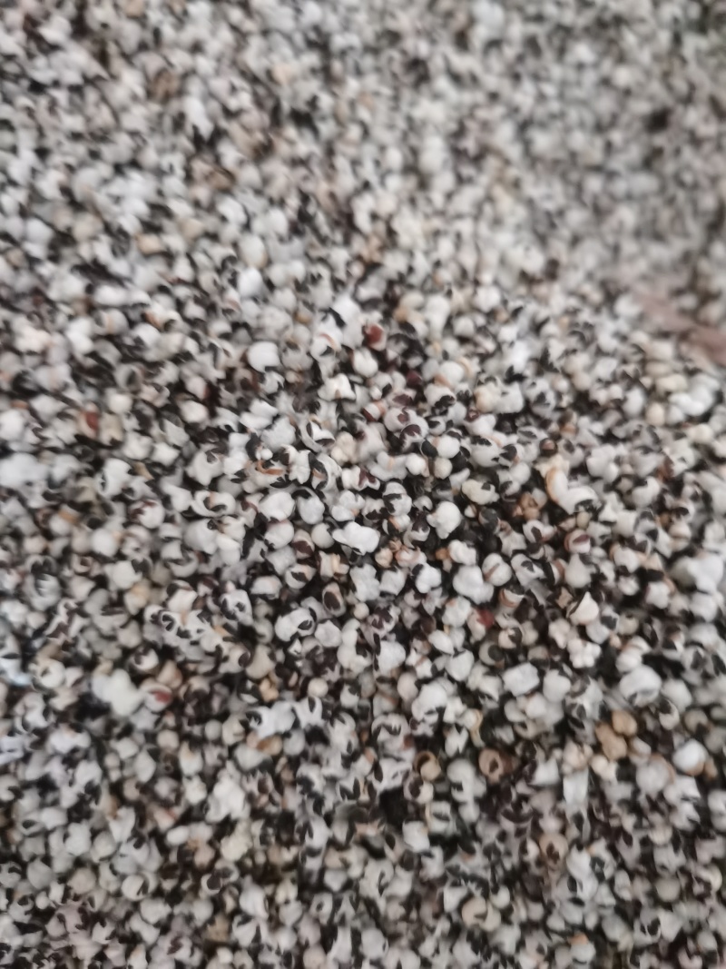 王不留行炒王不留泽润中药批发零售各种中药材
