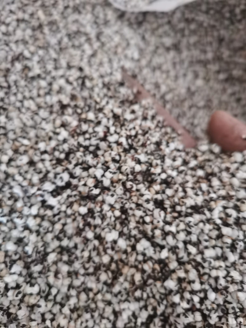 王不留行炒王不留泽润中药批发零售各种中药材