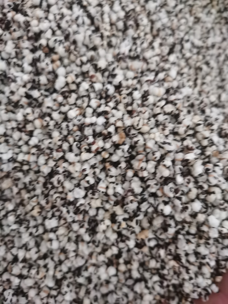 王不留行炒王不留泽润中药批发零售各种中药材