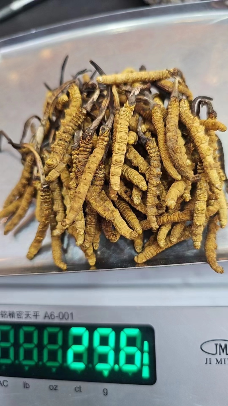 冬虫夏草高海拔虫草批发