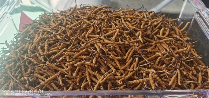 冬虫夏草高海拔虫草批发