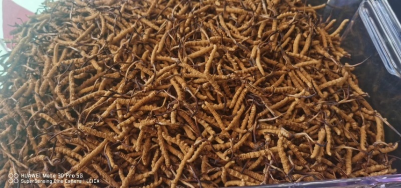 冬虫夏草高海拔虫草批发