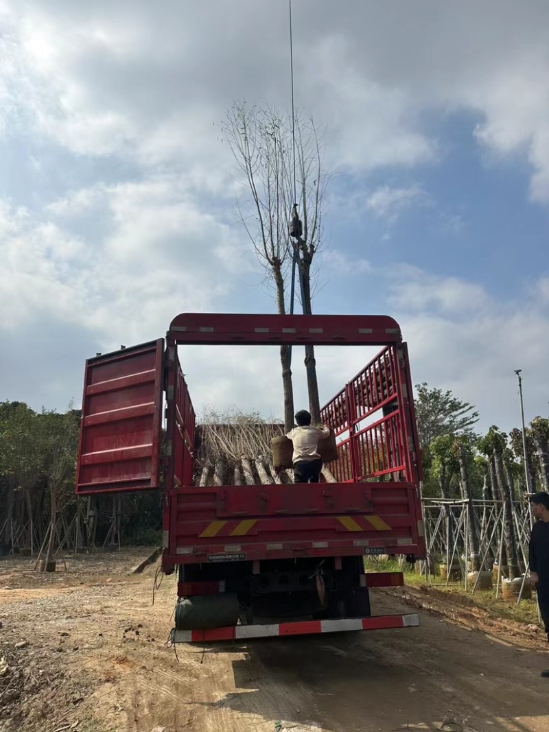 柳树基地直销规格齐全质量优，欢迎前来咨询合作