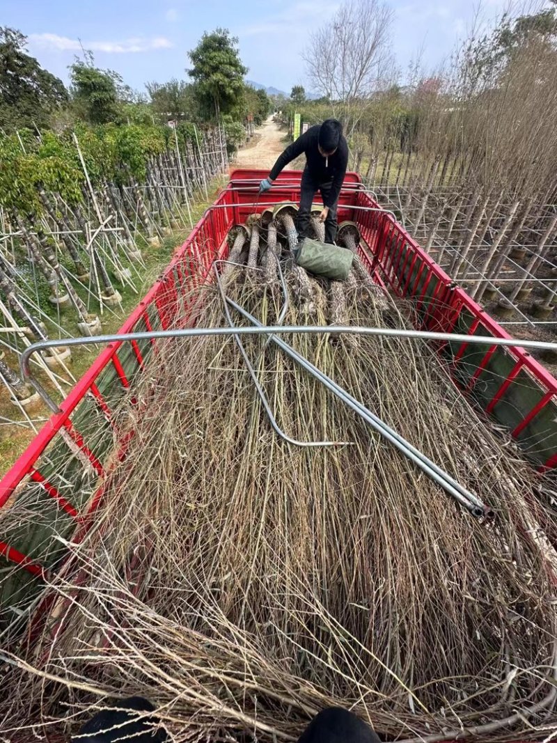 柳树基地直销规格齐全质量优，欢迎前来咨询合作