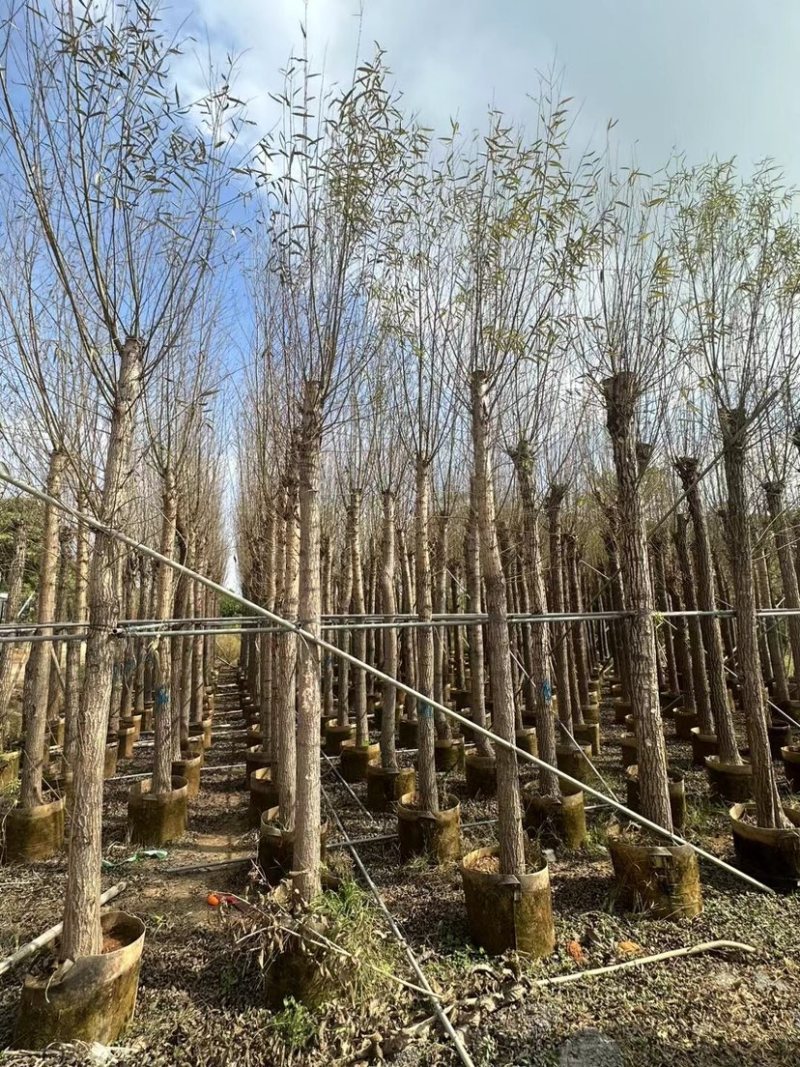 柳树基地直销规格齐全质量优，欢迎前来咨询合作