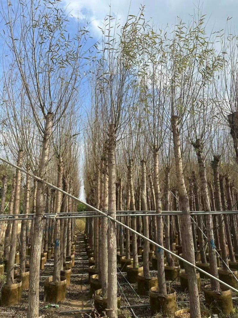 柳树基地直销规格齐全质量优，欢迎前来咨询合作