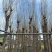 柳树基地直销规格齐全质量优，欢迎前来咨询合作