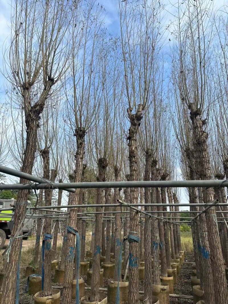 柳树基地直销规格齐全质量优，欢迎前来咨询合作
