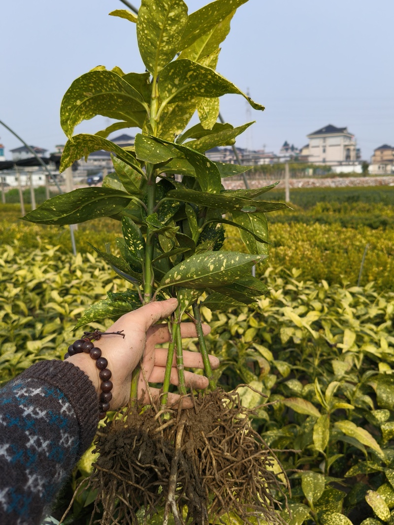 花叶珊瑚(桃叶珊瑚)分栽高度平面40Cm，根系发达。