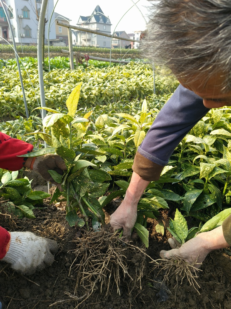 花叶珊瑚(桃叶珊瑚)分栽高度平面40Cm，根系发达。